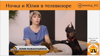 Быть Рядом, Домик Мелкашей, Юлия Рыжанушкина, доберман Ночка