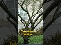 #tree #nature tree. flowers grow #beauty #lost #stressrelief