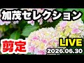 ◆加茂セレクション【竜宮・凛】剪定！『アジサイ』