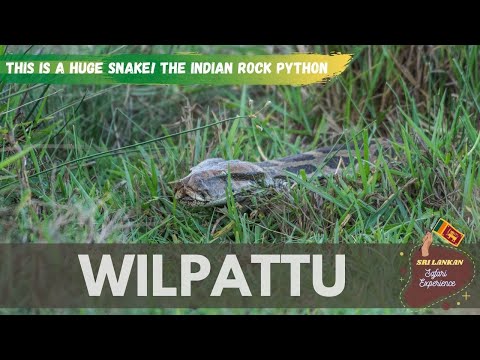 REPTILES OF SRI LANKA | HUGE INDIAN ROCK PYTHON | WILPATTU NATIONAL PARK | WILDLIFE SRI LANKA
