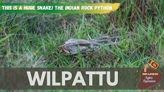 REPTILES OF SRI LANKA | HUGE INDIAN ROCK PYTHON | WILPATTU NATIONAL PARK | WILDLIFE SRI LANKA