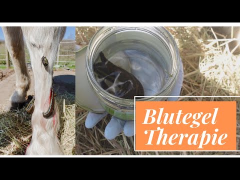 Video: Wie man einen Blutegel von einem Hund bekommt