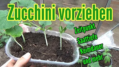 Wann sollte man Zucchini vorziehen?