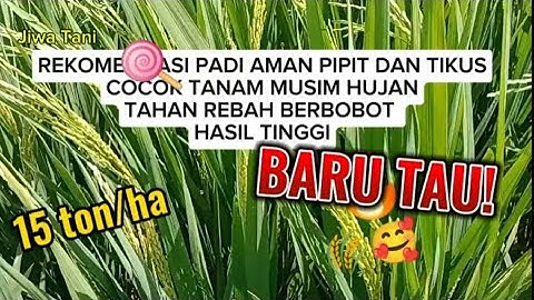 Mau panen berhasil? Jangan ragu tanam padi ini! Terbukti aman pipit dan tikus, bobot jos💪💪💪