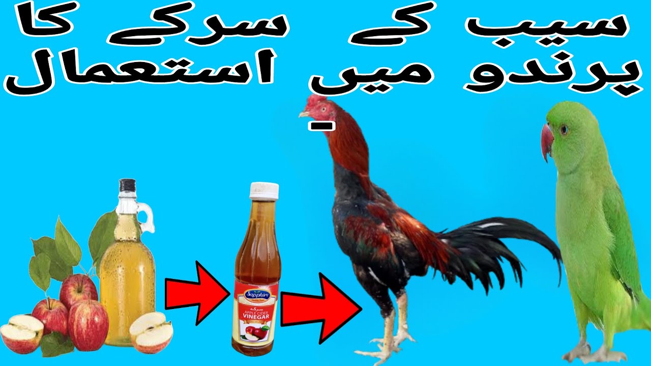 Benefits of Apple Cider Vinegar for Birds YouTube