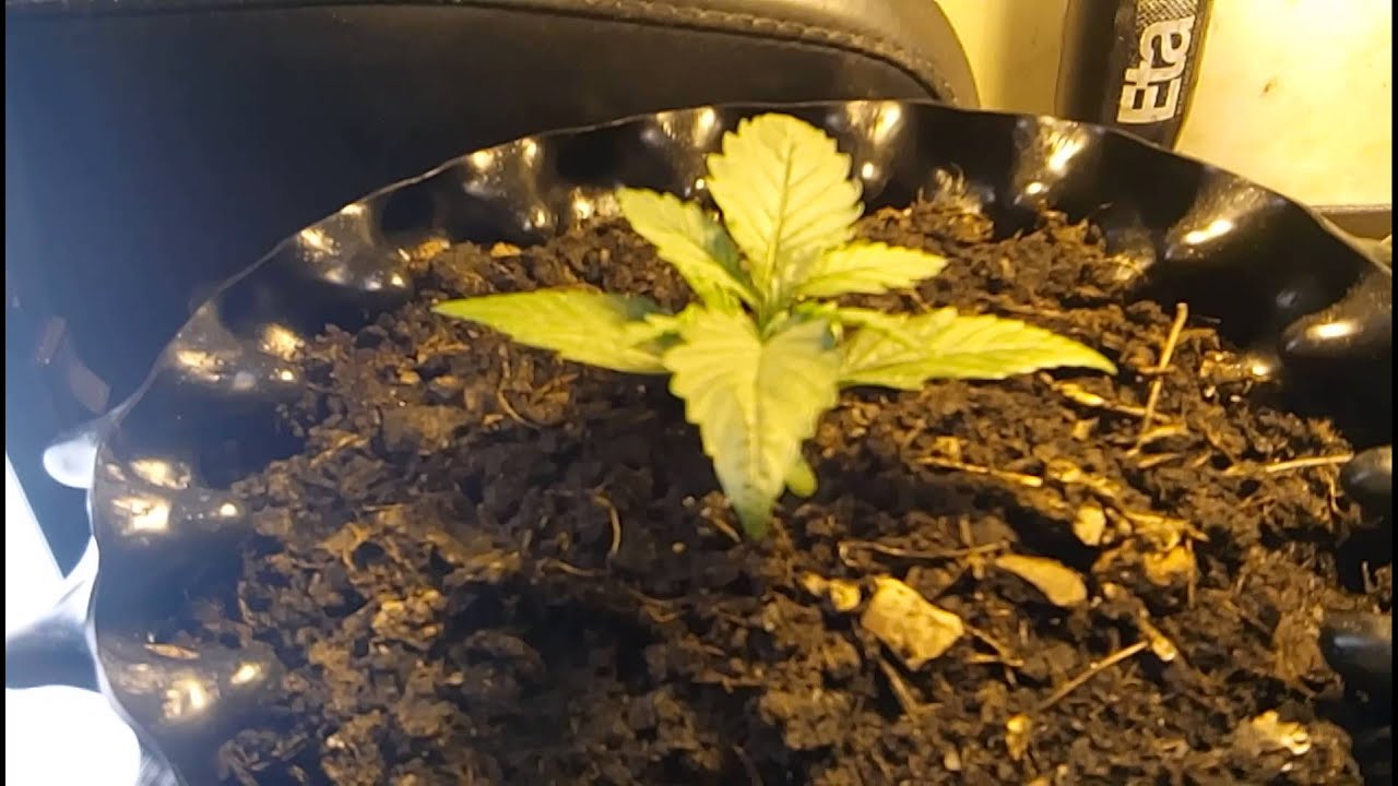 When nitrogen toxicity starts YouTube