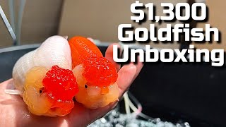 JUMBO Ranchu Goldfish Airport Pick Up \& Unboxing - Super High Quality