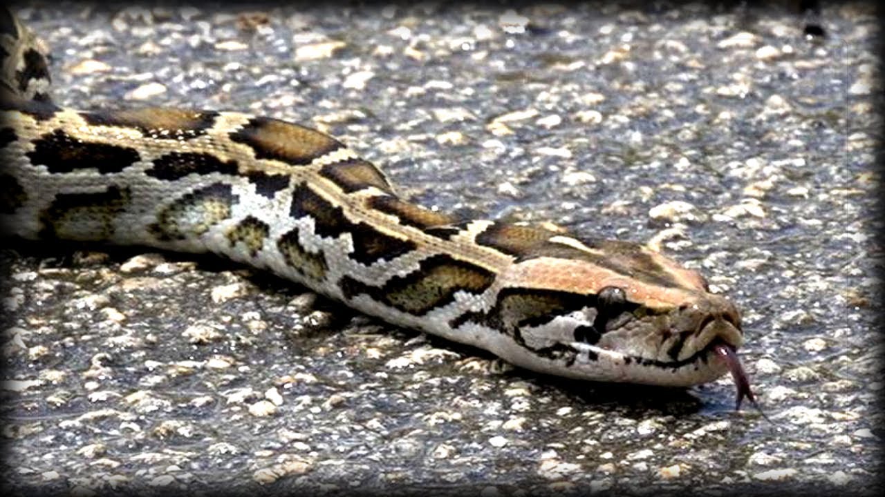 venomous snakes in north america Python crossing Road 03 Music