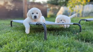 A day in the life of 11 almost 7 week old golden retriever puppies (The Bumblebee Litter)