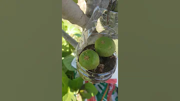How To Pollinate Fig تلقيح شجرة التين 