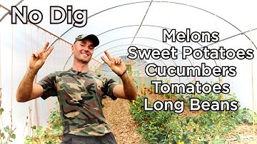 Growing Tropical Fruits and Vegetables in a NO DIG Polytunnel UK