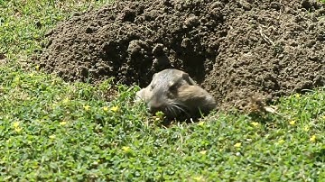A pocket gopher coming out of its burrow to feast on the grass..
