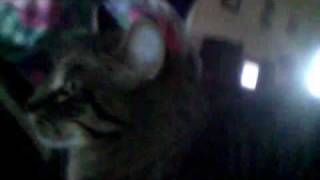 House Tour With My Pets