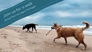 Dog Walk TV • Relaxing Video for Dogs & their Humans • Virtual Dog Walk at The Beach screenshot 1