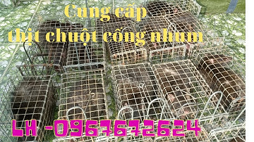 Thăm Bẫy Chuột Cống Nhum, Tập 90(Bảo vệ mùa màng)#ccvlog