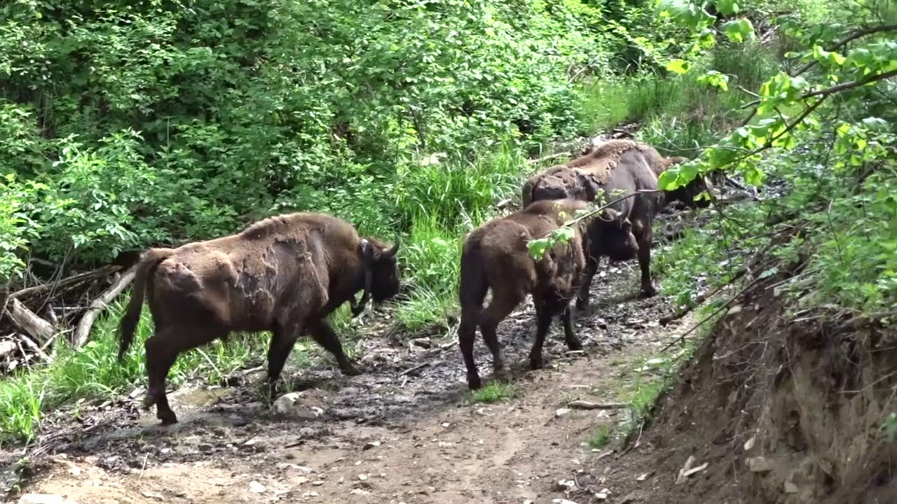 Return of the bison 2018 in the South Western Carpathians