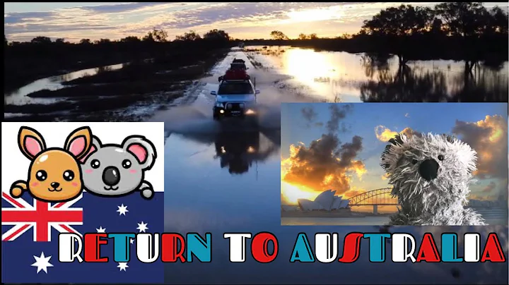 Koala Steve returns to Australia