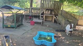 Perfect Summer Weather at Unity Farm Sanctuary