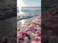 sea life#love #lifeisbutadream #sea #flowers #nature #rose #lovesong #shortvideos