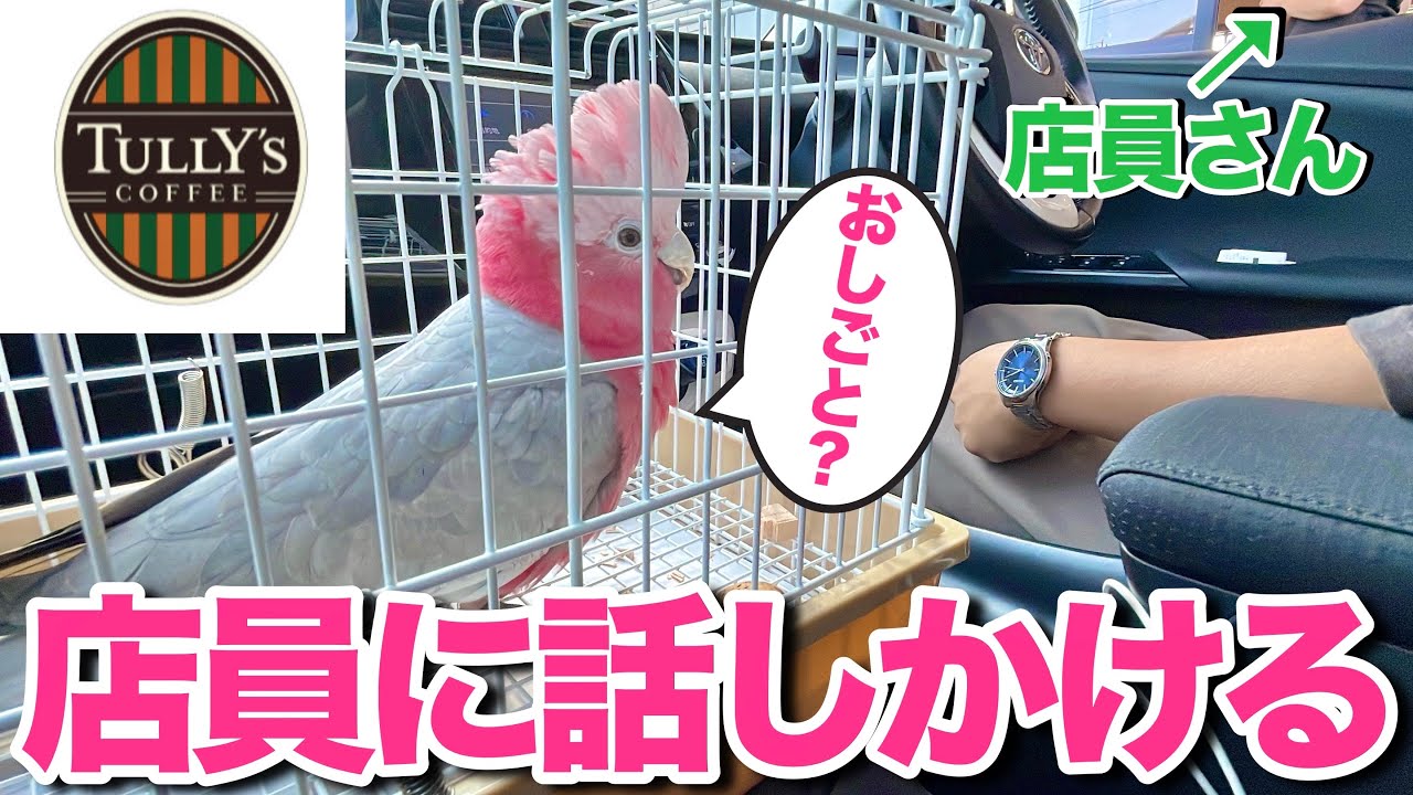 半年ぶりのドライブスルーでおしゃべり無双するオウムが可愛すぎたww【モモイロインコ】