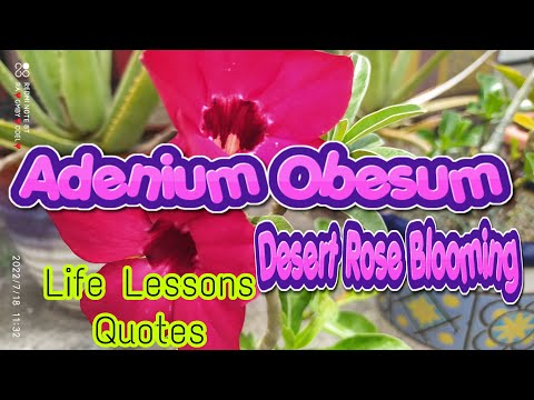 LIFE LESSONS|QUOTES|ADENIUM OBESUM