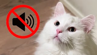 5 facts about deaf cats
