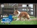 I am a Shetland Sheepdog breeder の動画、YouTube動画。