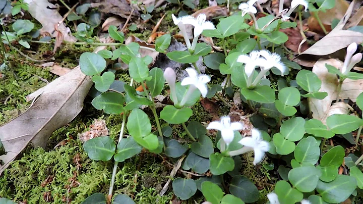 Capital Naturalisst: Partridgeberry