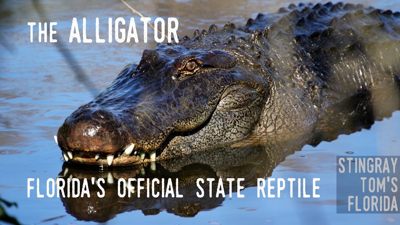Florida State Reptile