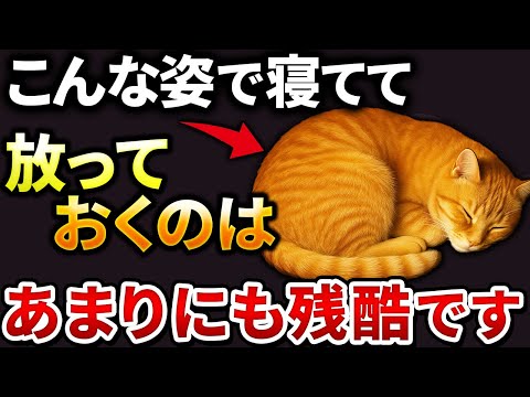 猫の寝相20選！ポーズの意味と健康サインを徹底解説