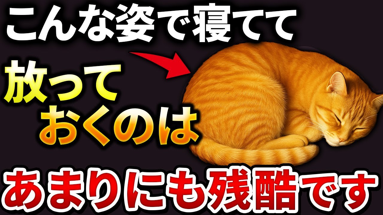 【こんな寝方してたら注意】猫が寝姿で伝える７つのサイン