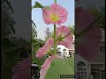 Hollyhocks In DIY Grow Bag Shorts Hollyhocks In DIY Grow Bag Shorts