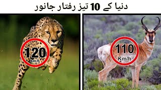 Top 10 Fastest Animals in the World | دنیا کے تیز رفتار جانور | madan media