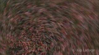 DJI Phantom 4 Downward Obstacle Avoidance Test © Kip Ladage