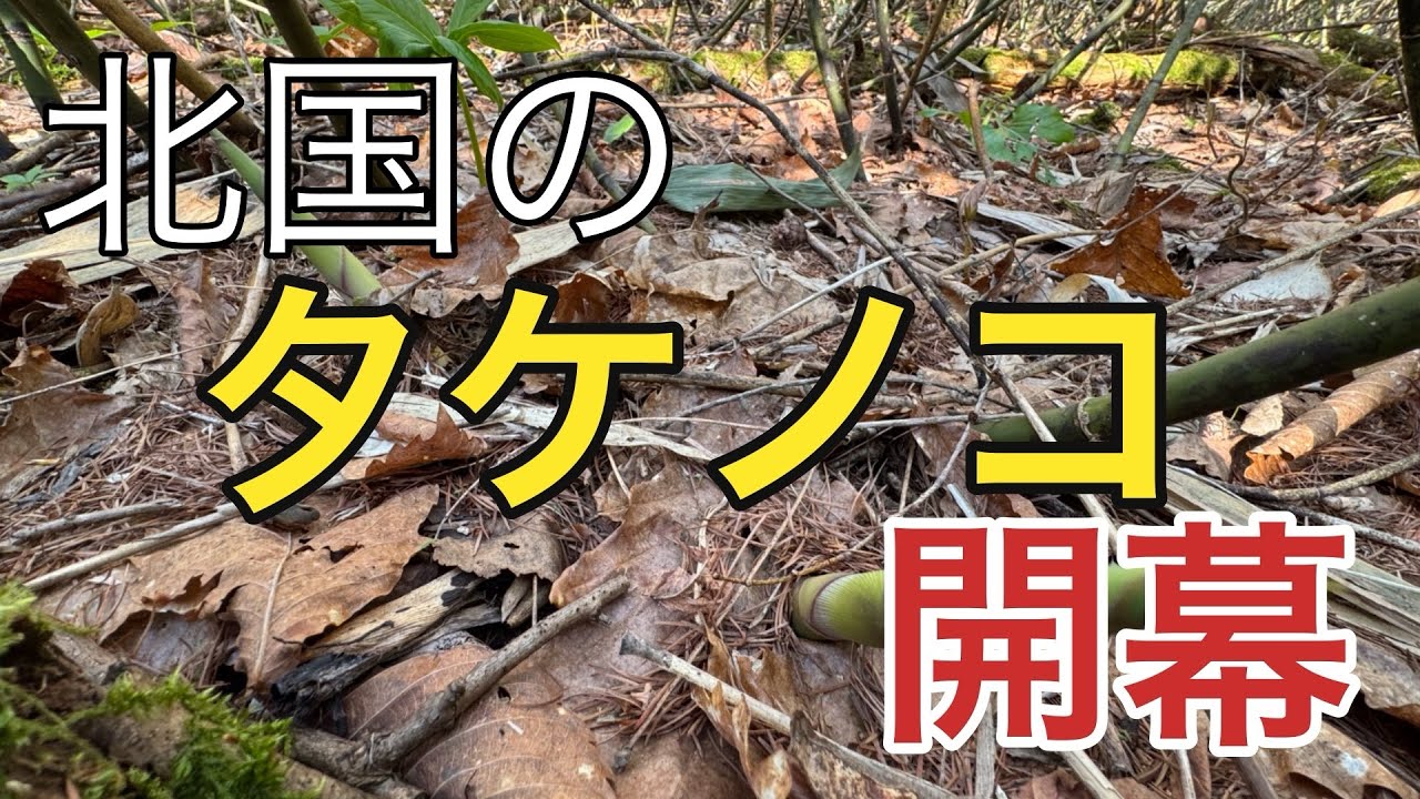 2025年5月8日【タケノコ】札幌市内【開幕宣言】 - YouTube