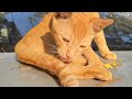 Orange Kitten &amp; Mowgli Kitten Sunbath Routine ☀️🐾 | Cute &amp; Funny Skincare Moments 😍
