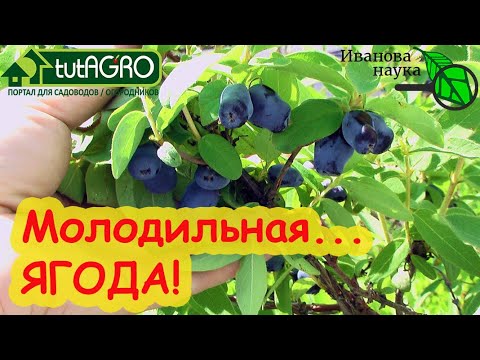 Урожай ягод уже в мае! Главная ягода для диабетиков и кто не хочет быстро стареть. Кормим жимолость!