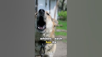 Canine Chatter: Decoding Your Dog