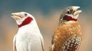 Kesik Boyun İspinoz Kuşu Bakım Ve Genel Özellikleri