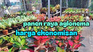 Panen raya aglonema murah#tanaman hias