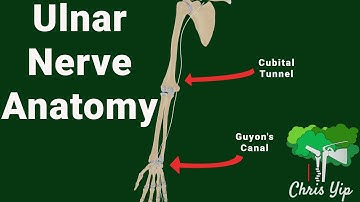 Ulnar nerve anatomy (animated)