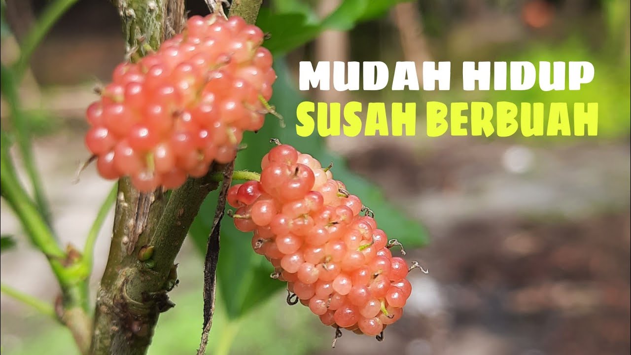Cara agar pohon murbei cepat berbuah