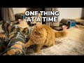 #shorts  Mystic’s Playtime Lesson | Focus on One Thing at a Time