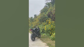 Hoa Dã Quỳ tại Hạ Lang - Cao Bằng #shorts