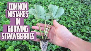 7 Strawberry Growing Mistakes - Common Mistakes in Planting and Caring for Strawberry Plants