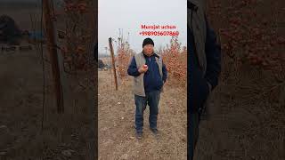 #fruit #qazaxıstan #qirgiziston #turkmanistan #ozbekiston boylab dastavka bor tel +998905607860