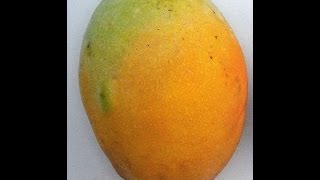 Rare MANGO Tasting with Shamus O'Leary