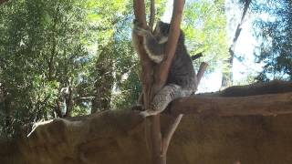 Video thumbnail of "Don Spencer Please Don't Call Me A Koala Bear"