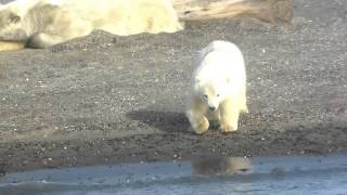 Barter Island Polar Bears