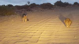 Gato Colocolo se defiende del acecho del zorro culpeo. En San Pedro de Atacama.